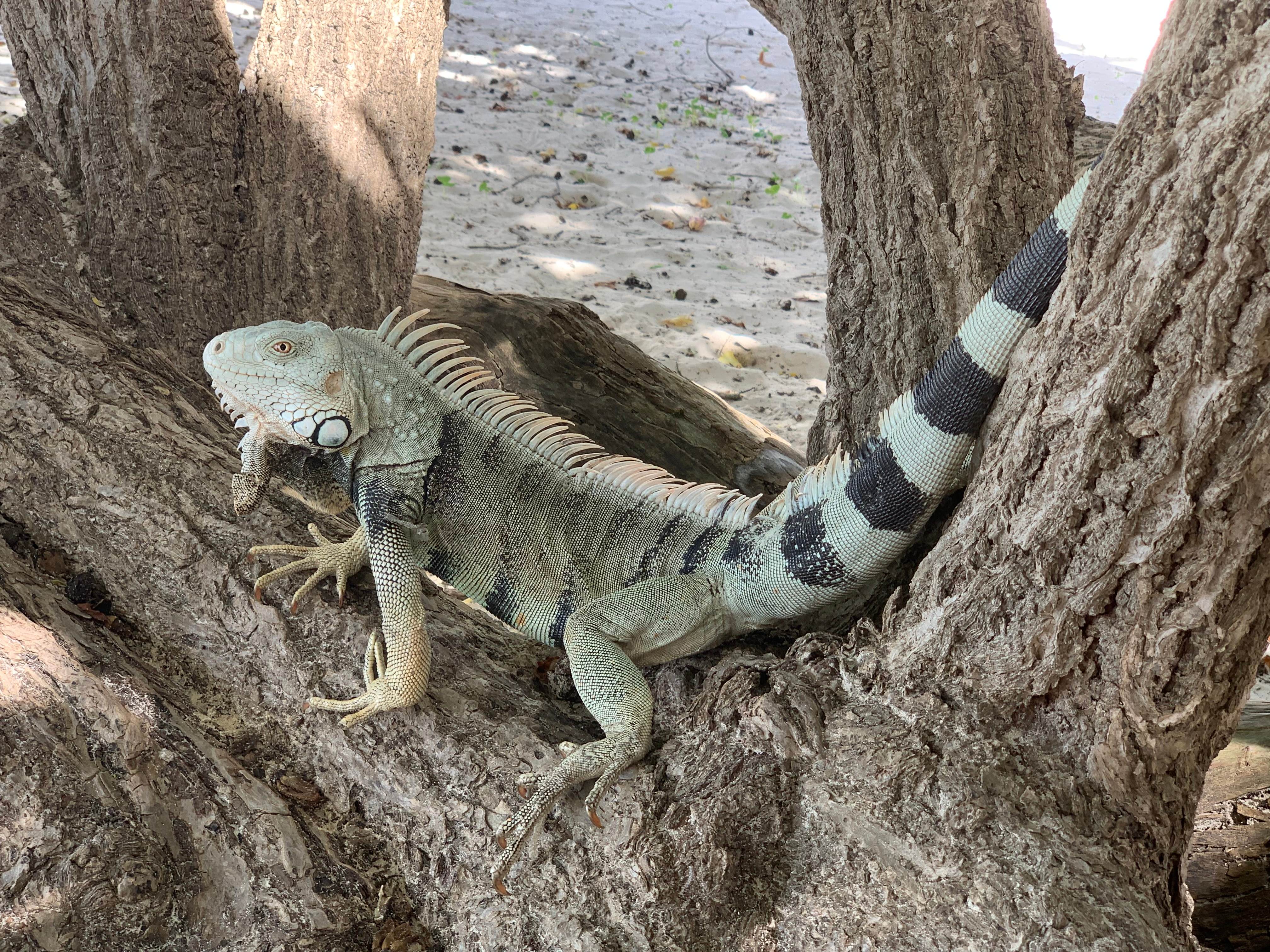 Aruba